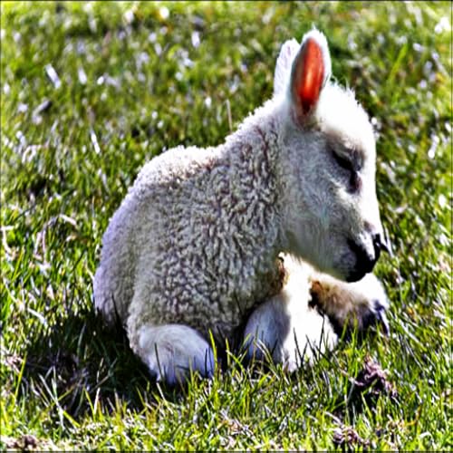 Lamb s - Soft Animals that Babies Love