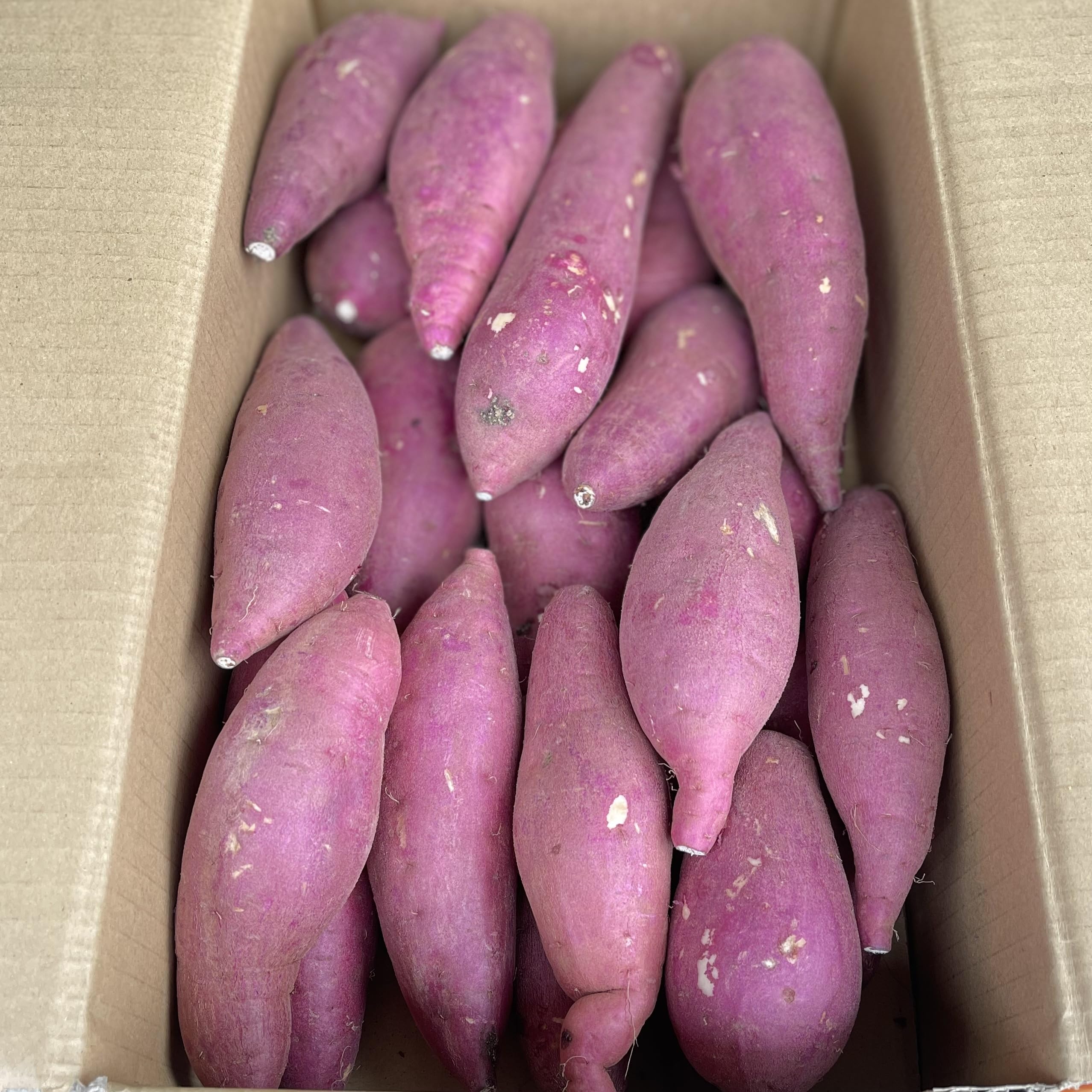 へいへい様専用 熊本県産 さつまいも『紅はるか』Mサイズ 約20キロ 15