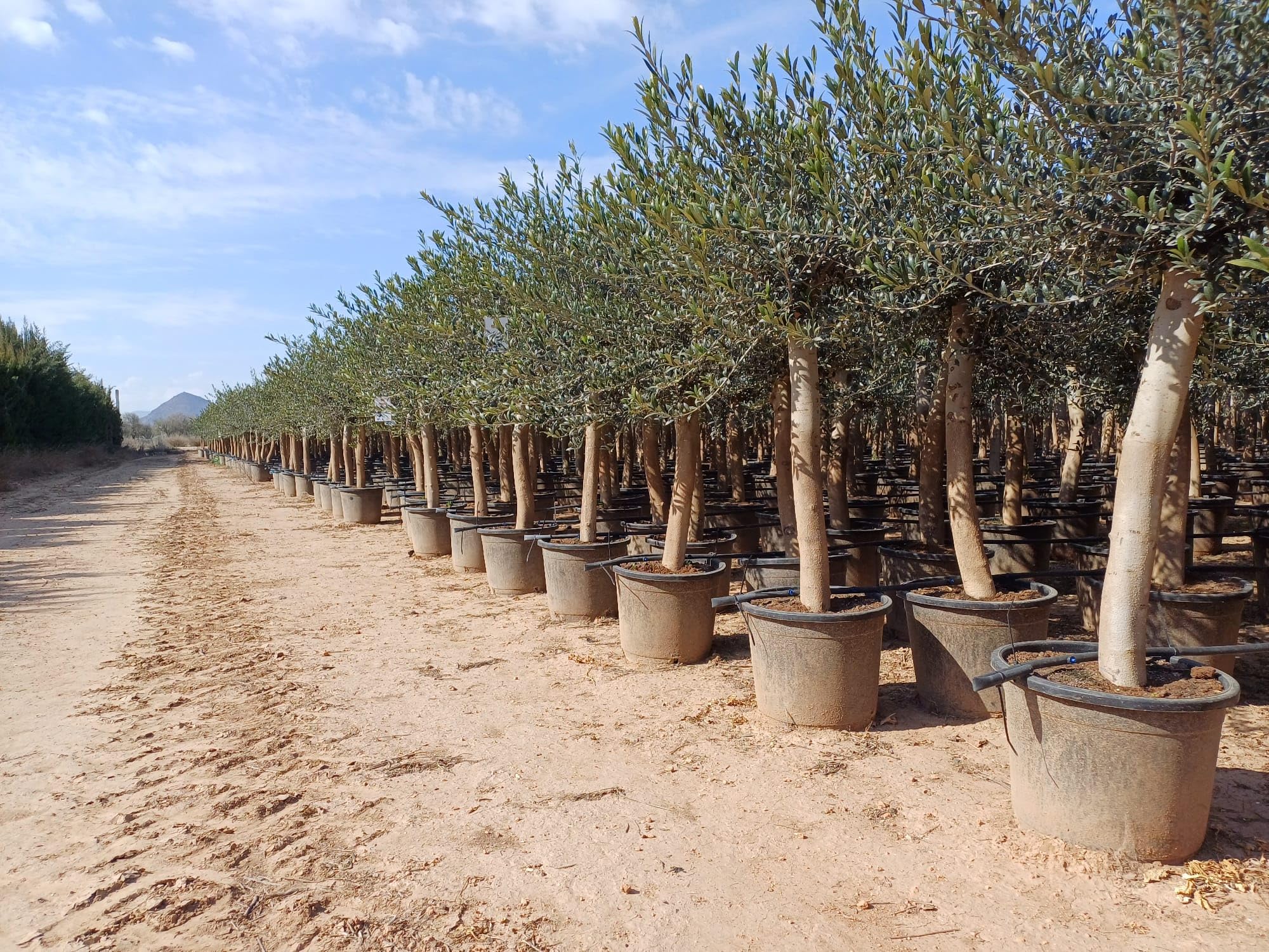 Olea Lechin - Oliva Ulivi ''30 anni'', 190 cm, qualità A+, resistente all'inverno
