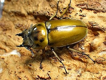 Amazon | プレミアムドルクス 【タイ産】オウゴンオニクワガタ