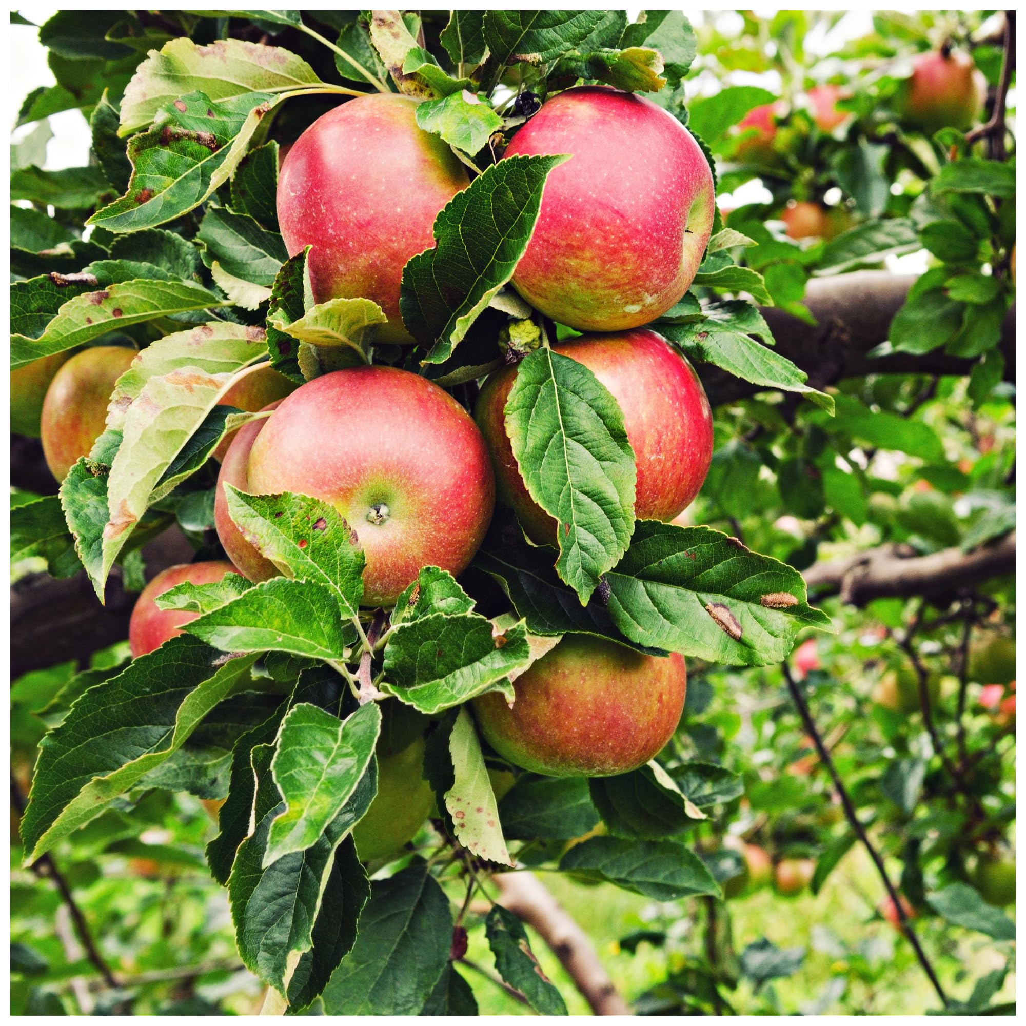 Beauty of Bath Apple Tree 4-5ft,Bare Root, Ready to Fruit Mild,Sharp & Sweet Tasting 3fatpigs®