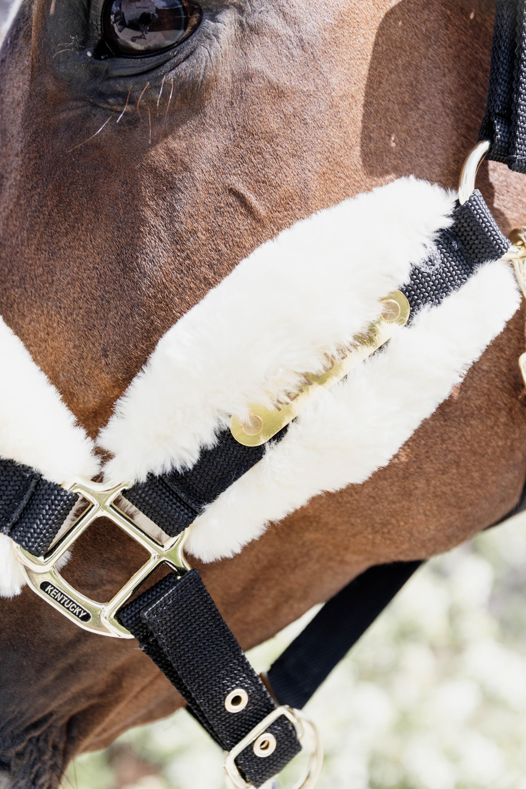 Nylon, cavezza in lana/pelliccia morbida naturale Cob