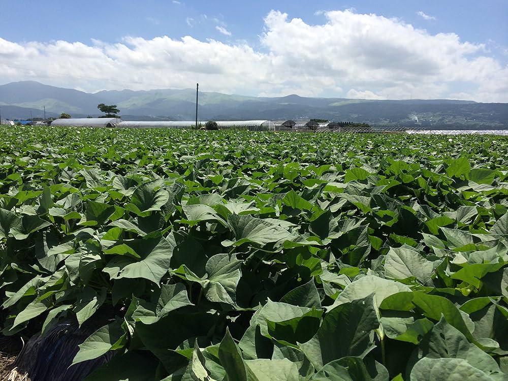 シルクスイート切り苗300本 楽天市場】【2025年 予約商品】シルクスイート 10本 サツマイモ