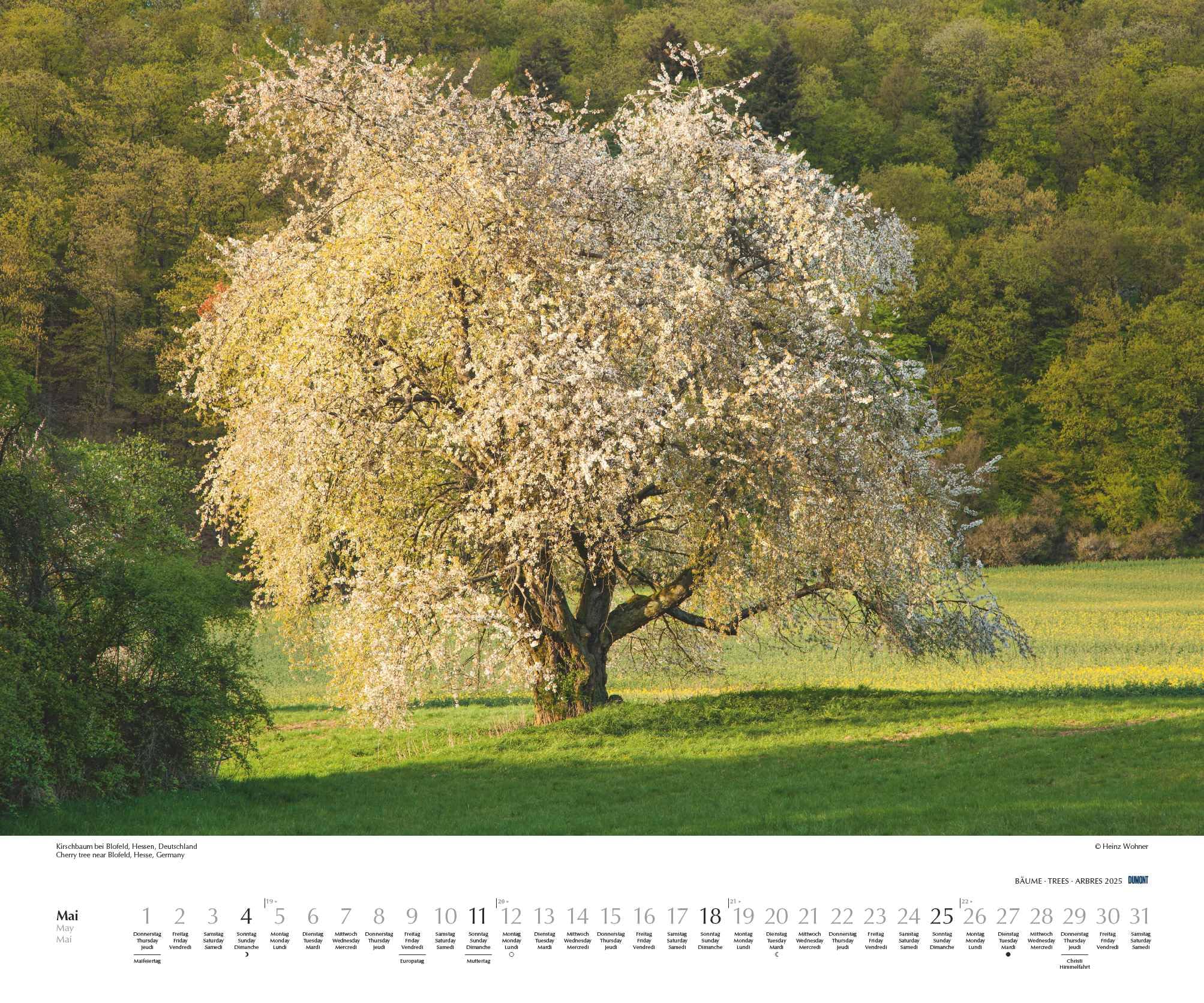 DUMONT - Bäume 2025 Wandkalender, 60x50cm, Fotokunst-Kalender mit Aufnahmen prächtiger Bäume, Abbildungen von Naturschönheiten aus aller Welt, mit Spiralbindung