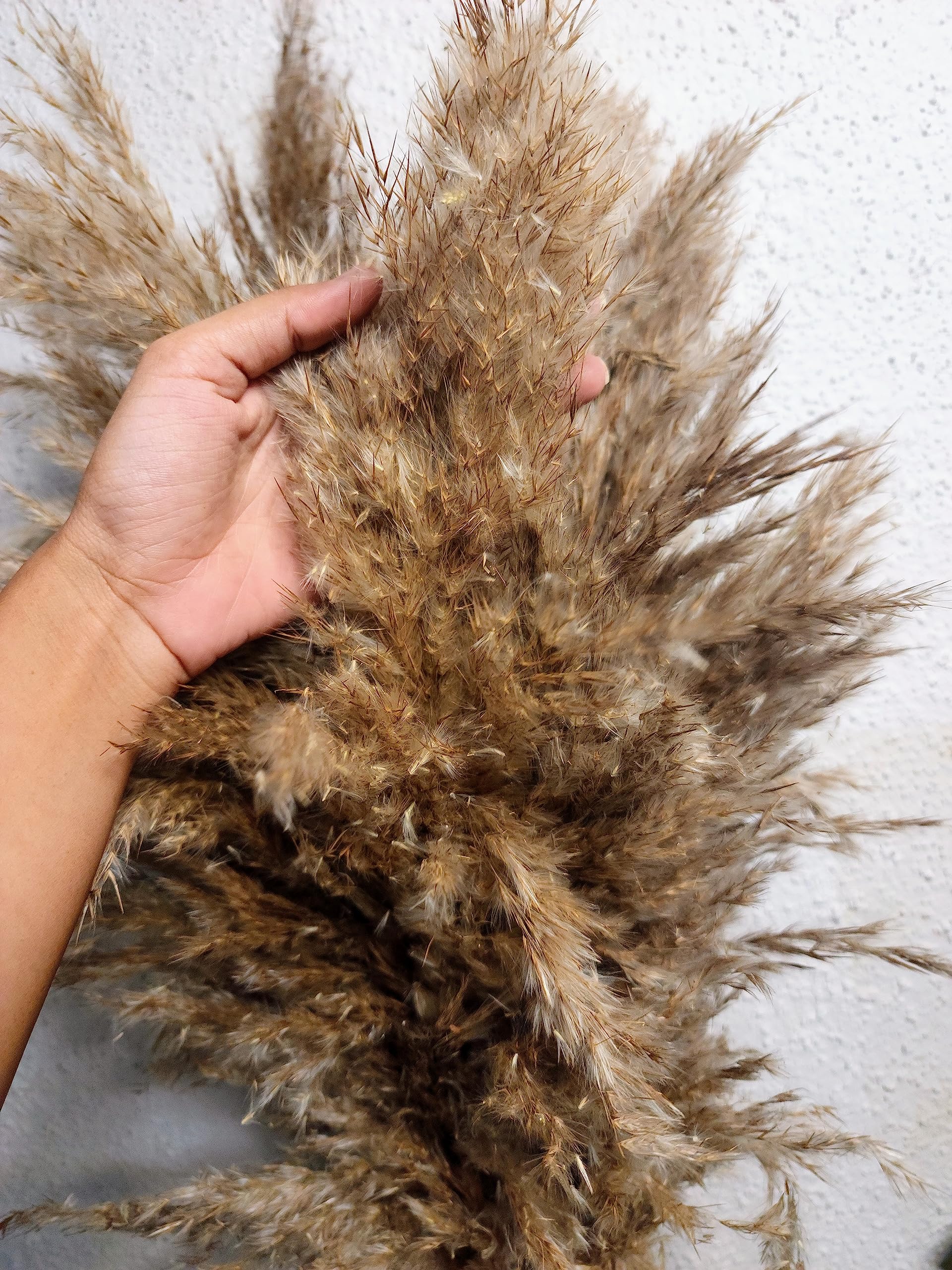 6 PCS Sorcish 100% Natural Fluffy Dried Pampas Grass 6 Small Stick pcs for Small Pot/ Container 1