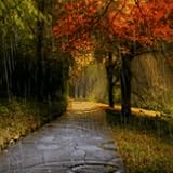 Beautiful Rain 2 Live Wallpaper