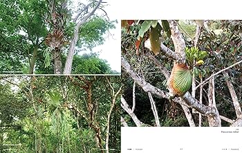 熱帯雨林の植物/鈴木出版/エドワ-ド・パ-カ-（大型本） 熱帯雨林の植物/鈴木出版/エドワ-ド・パ-カ-（大型本） 熱帯多雨林の