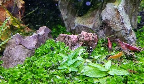 Vista 11 de Acuario Ohko Dragon Stone Rock Tamaños Mixtos