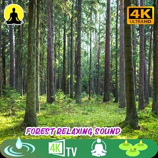 Anti Stress Nature Gentle forest ☔ 🐌Sounds For Sleep And Meditation Anti Stress Peaceful Sleep And Meditation No Ads