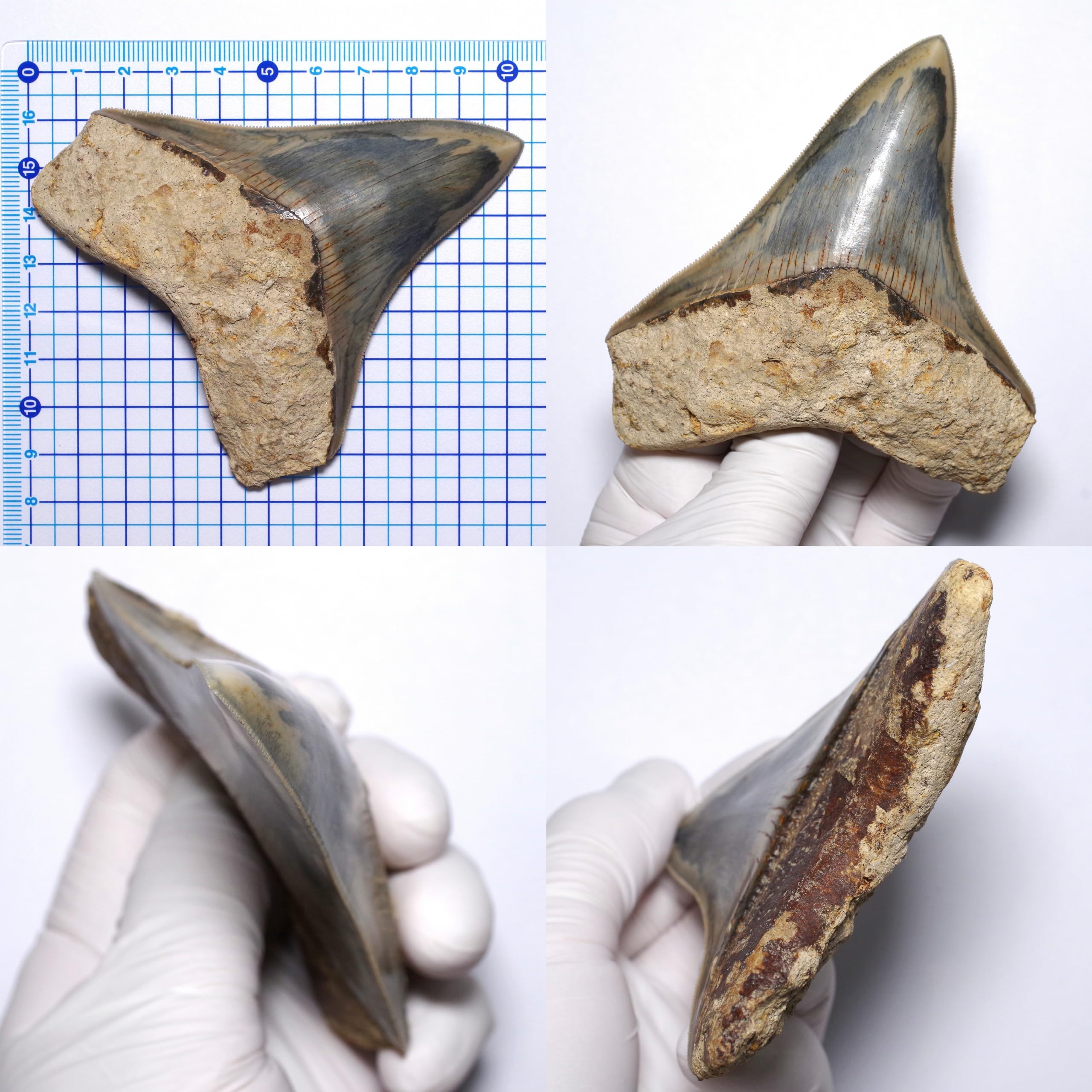 Amazon | [N2 stone Natural] 天然化石 メガロドン (Carcharocles