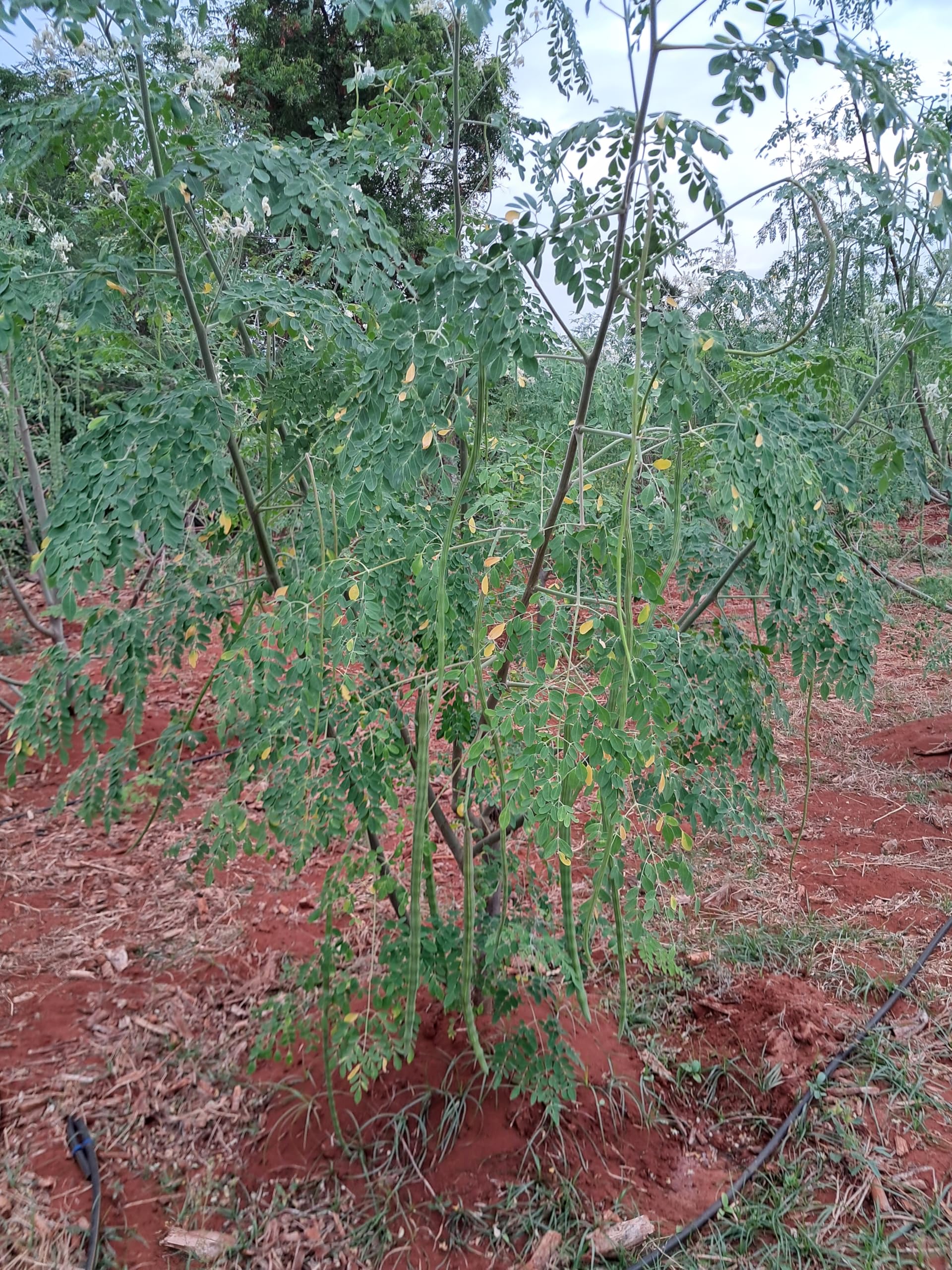 Aspen முருங்கை கீரை விதைகள் (Moringa -30_Baz)-image-14