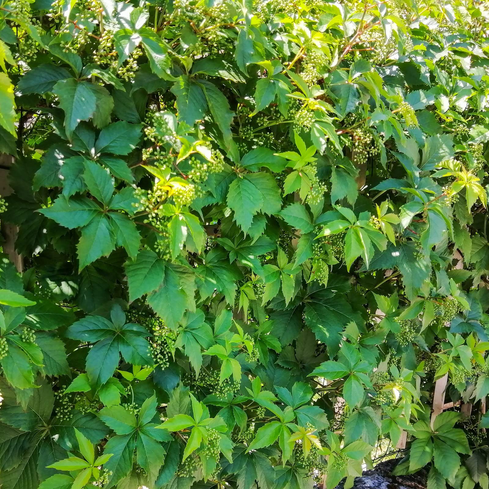 Vite Canadese, 2 piante, altezza 100/120 cm, vaso Ø16, Vite americana, Parthenocissus quinquefolia