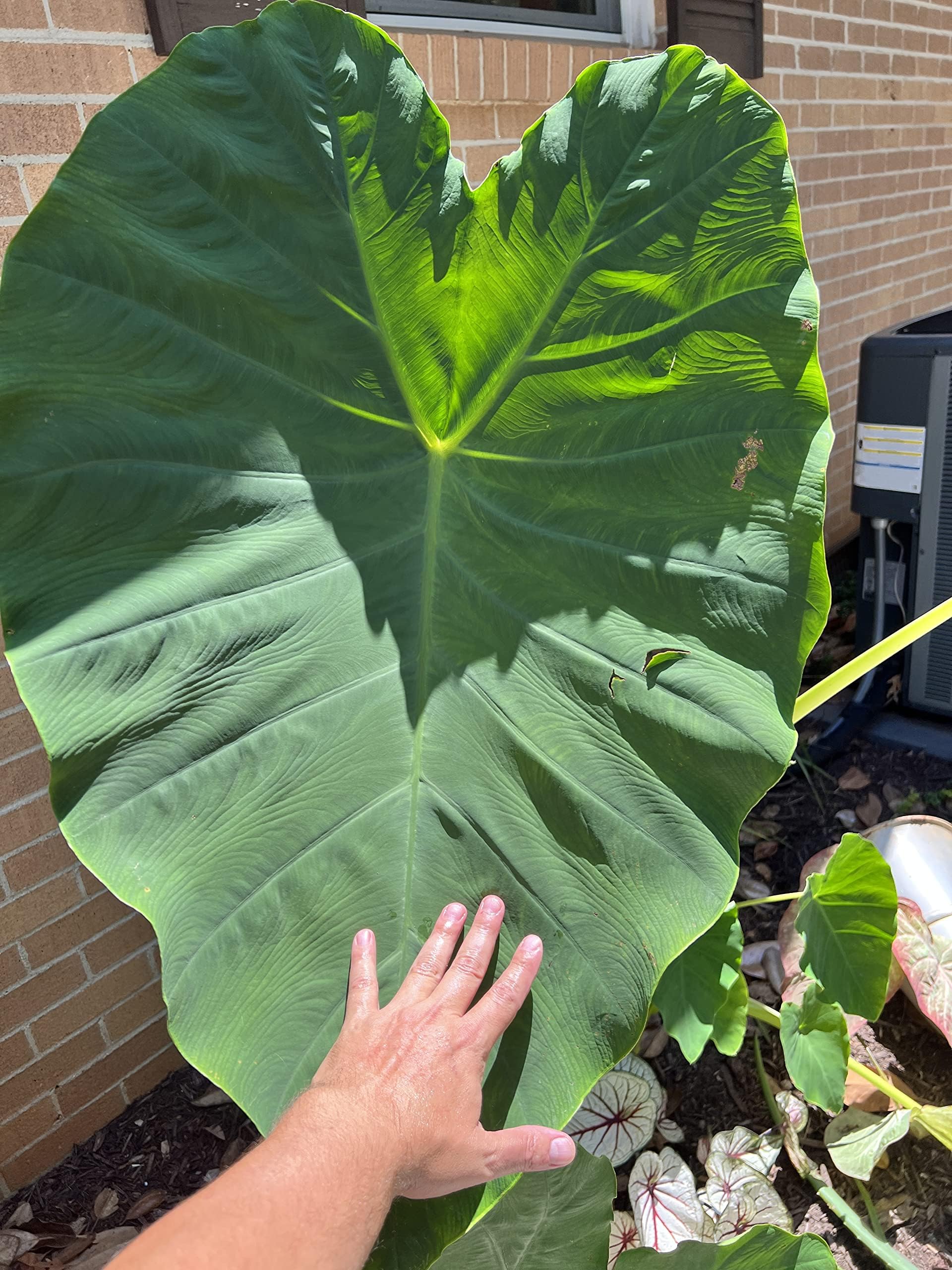 10 Lampadine LIVE Colocasia Esculenta Orecchio Di Elefante - Foto 6