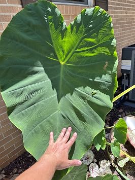 Colocasia Mini Elephant Ear Bulb - Easy to Grow Tropical Plant - Colocasia Alocasia Taro Rhizome - Blue Buddha Farm