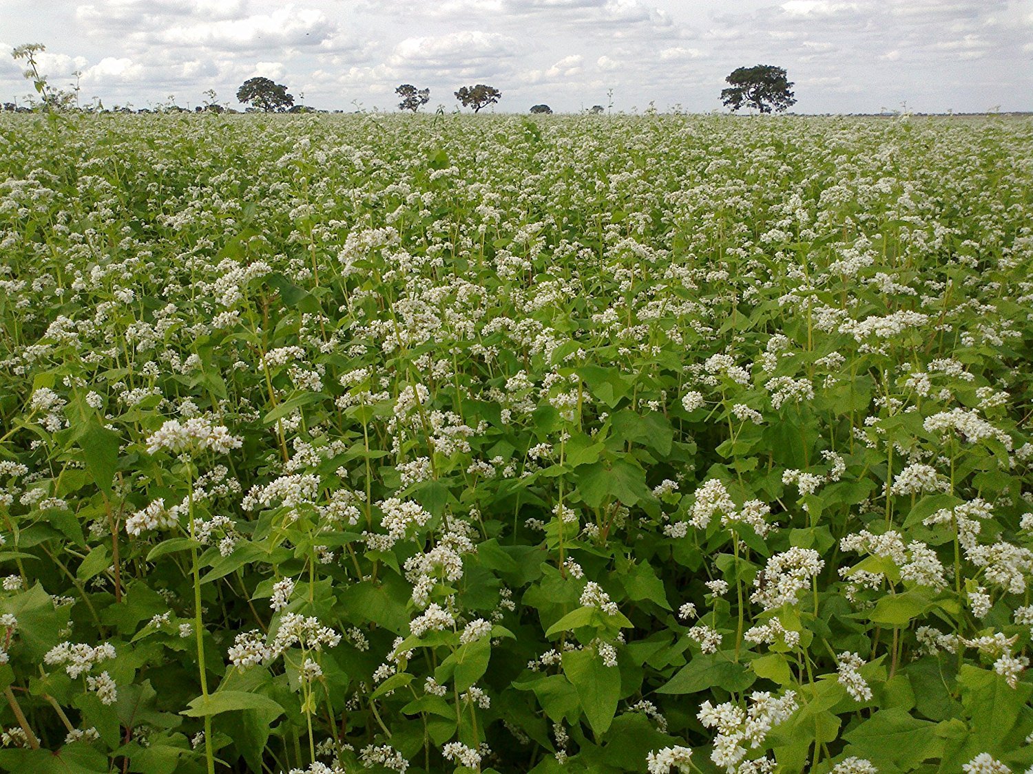 OrOlam Buckwheat 3lb bag