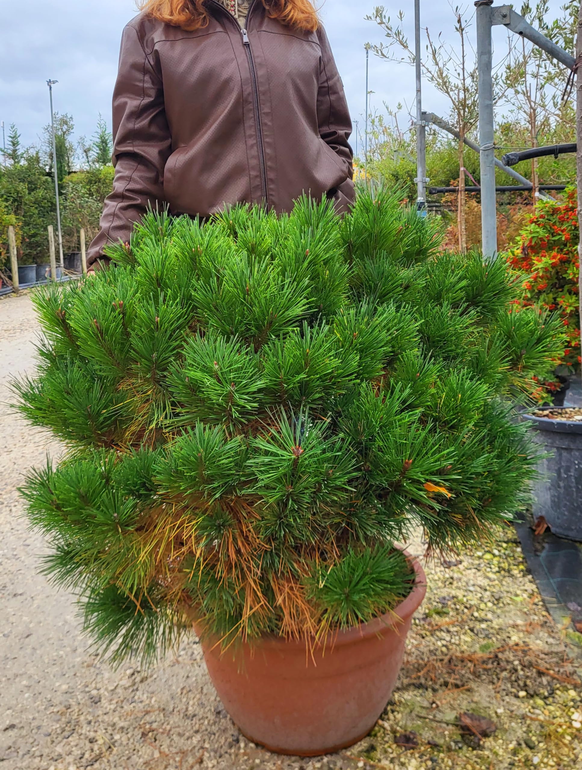 POWERS TO FLOWERS - PINUS PINEA, PINO MARITTIMO, 2 PIANTE IN VASO CERAMICA RUSTICO, Vaso 13cm, Piante Vere - Powers to flowers - piante e fiori