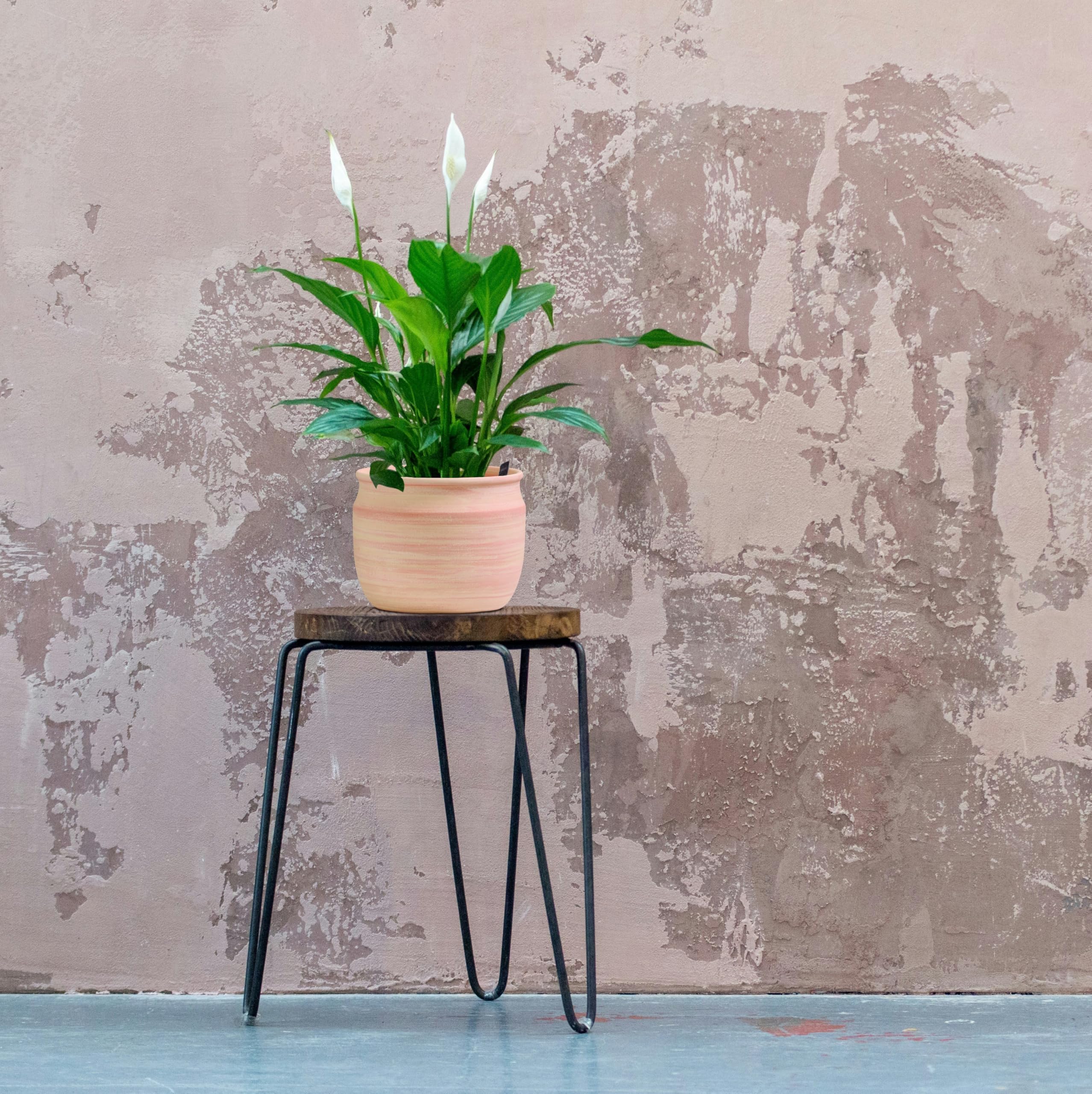 Olly & Rose Maceta grande de terracota cepillada, maceta de cerámica de 23 cm, maceta para exteriores e interiores, para el hogar y el jardín