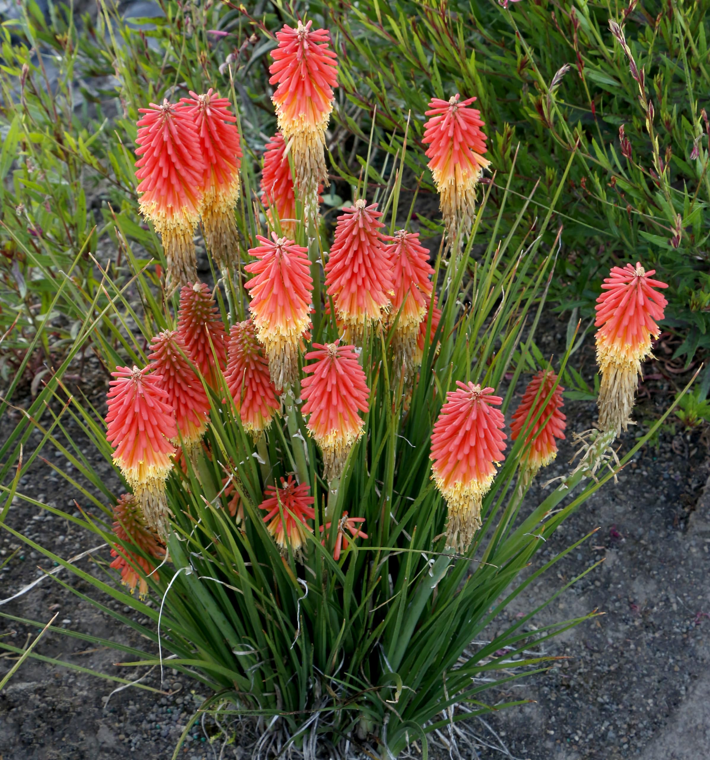 Stauden Gänge 5 x Kniphofia 'Papaya Popsicle' Fackellilie winterhart | Fackellilie – winterharte Staude & Dauerblüher für sonnige Beete, mehrjährig, bienenfreundlich, 1 L Topf (11x11 cm)