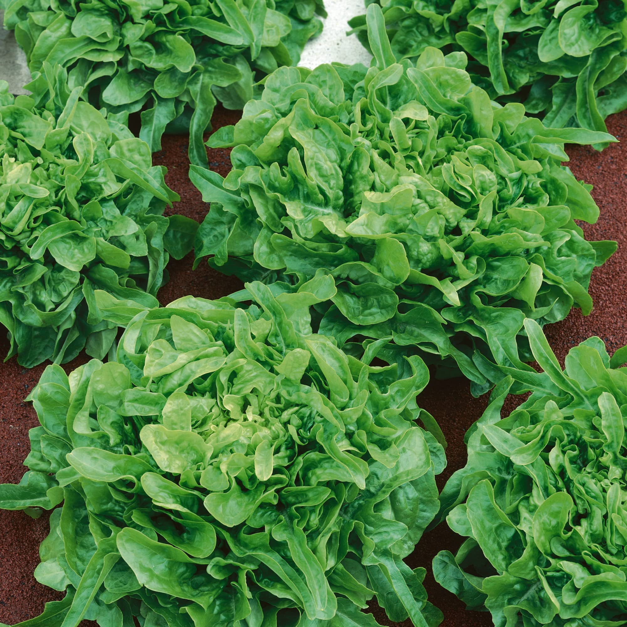 Sandy AAS Leaf Lettuce Seeds - 0.25 Oz ~6250 Seeds - Non-GMO - Vegetable Garden - Lactuca Sativa