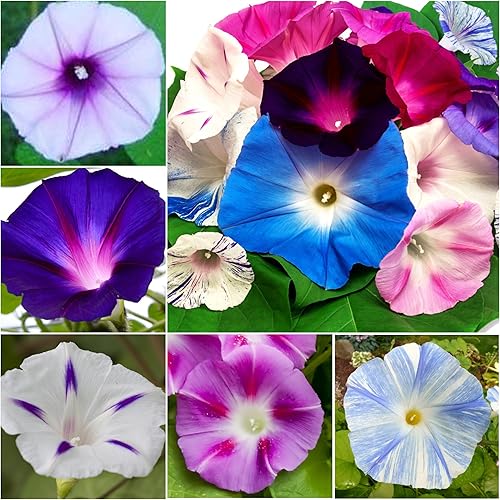 Miniatura 2 de Seed Needs, Crazy Mixed Morning Glory Seeds  150 semillas de reliquia para plantar (contiene más de 10 variedades) vides anuales, cultiva tu propia
