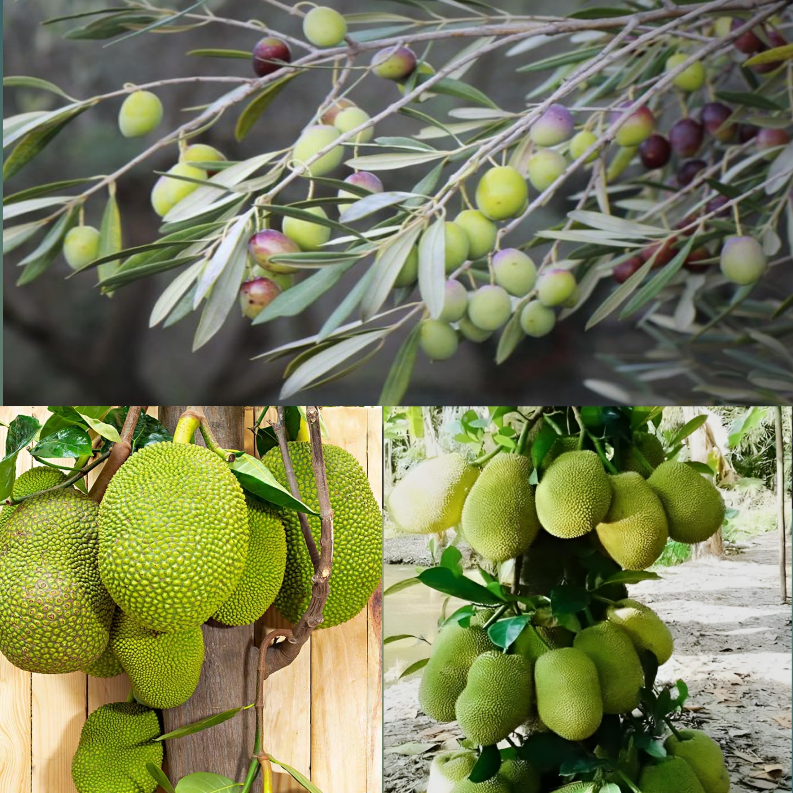 Pyanabi Combo 2 "Kalamata Olive Fruit Plant "+ Hybrid Jackfruit Plant 12 Mashi Hybrid Tree Live Super Yielding Early Fruting 2-3 Feet Height Live Plant For Home Garden (B0CG6RT29Z) Amazon Price History, Amazon Price Tracker