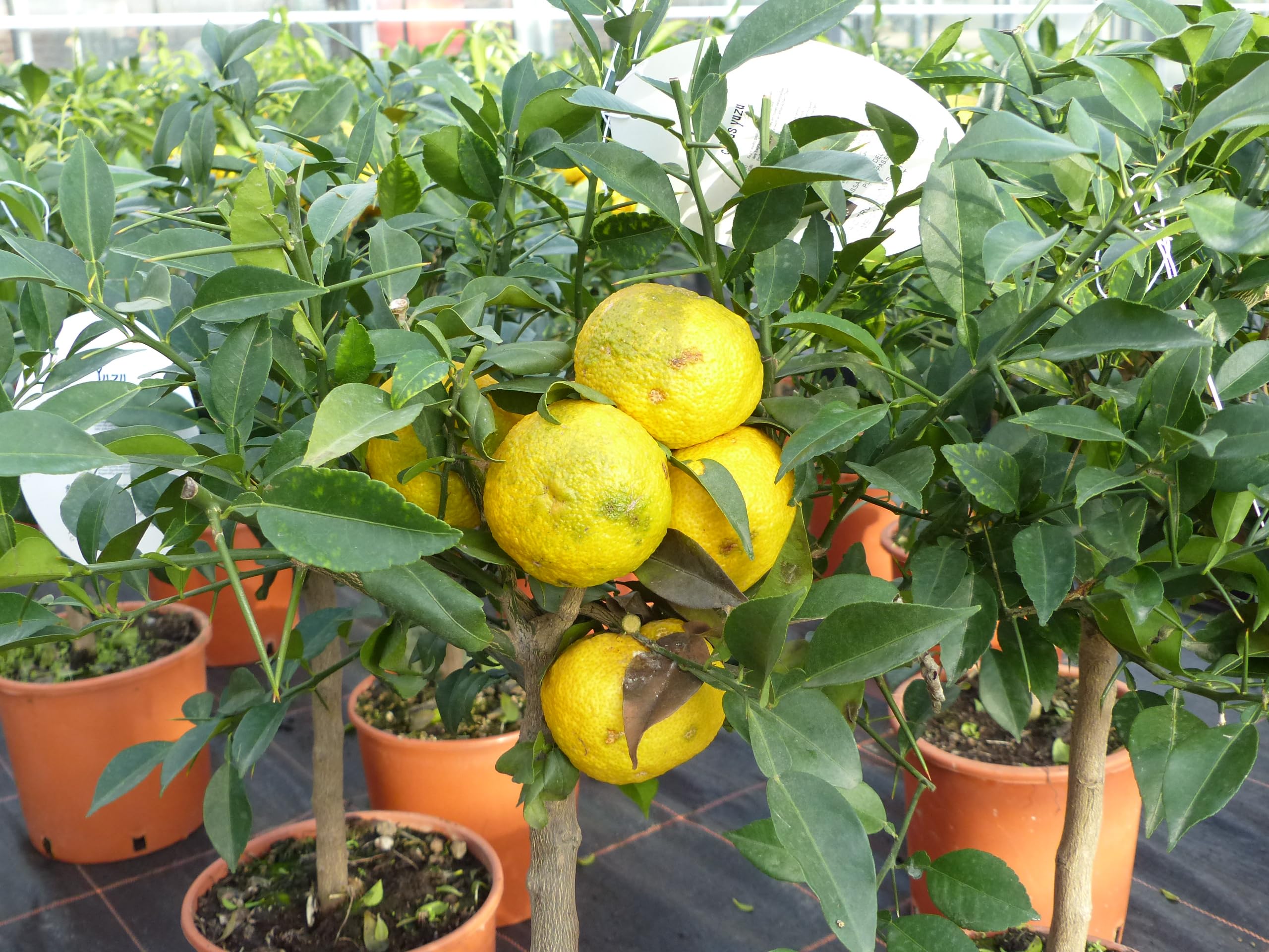 Citrus Yuzu 70-80 cm, Zitronenbaum Zitrone, japanische Zitrone, winterhart