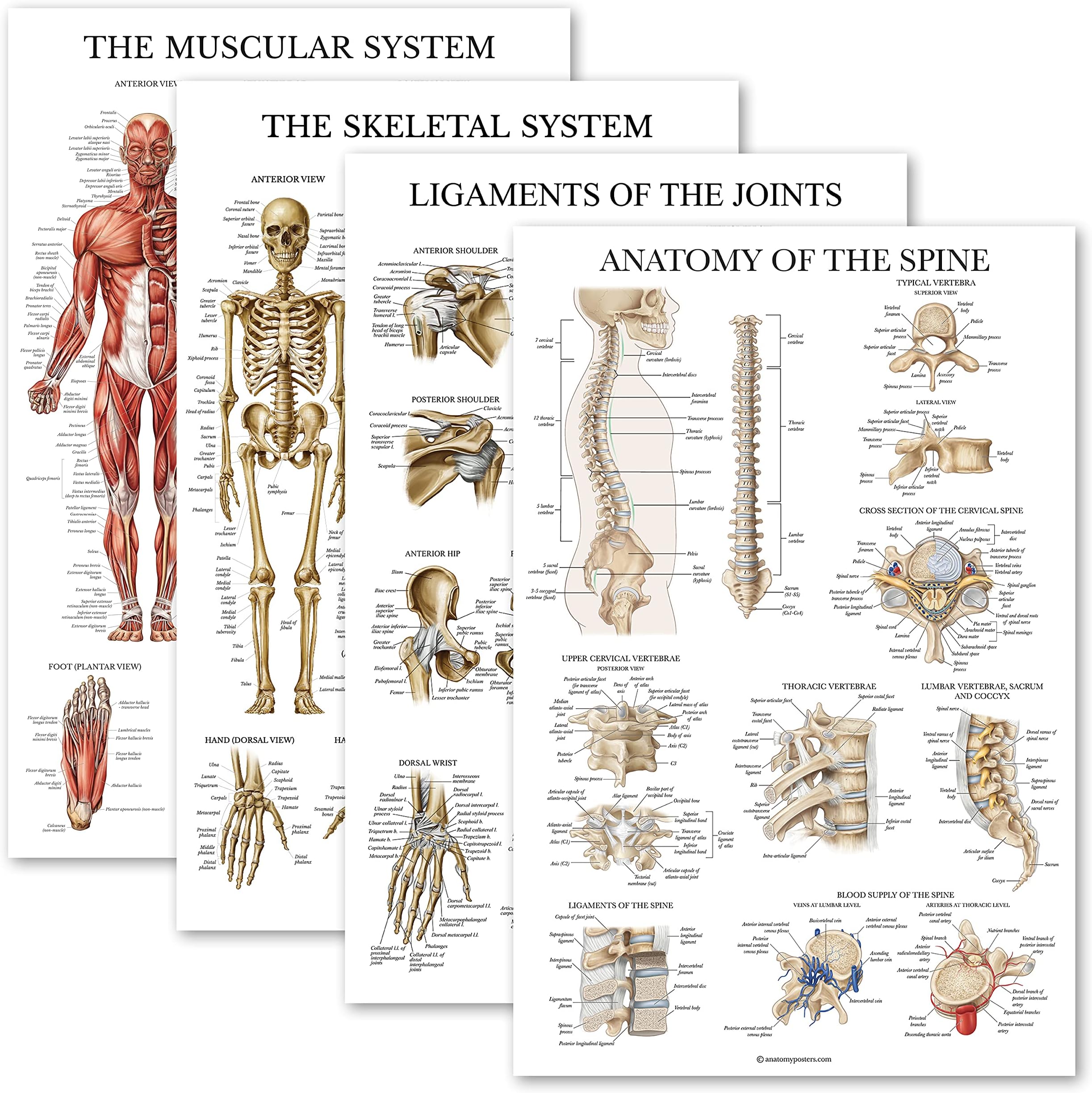 Palace Learning 4 Pack - Anatomical Poster Set - Laminated - Muscular, Skeletal, Ligaments of the Joints, Anatomy of the Spine - Anatomy Chart Set (LAMINATED, 18” x 24”)
