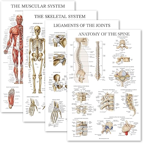 Palace Learning Juego de 4 pósteres anatómicos laminados, musculares, esqueléticos, ligamentos de las articulaciones, anatomía de la columna