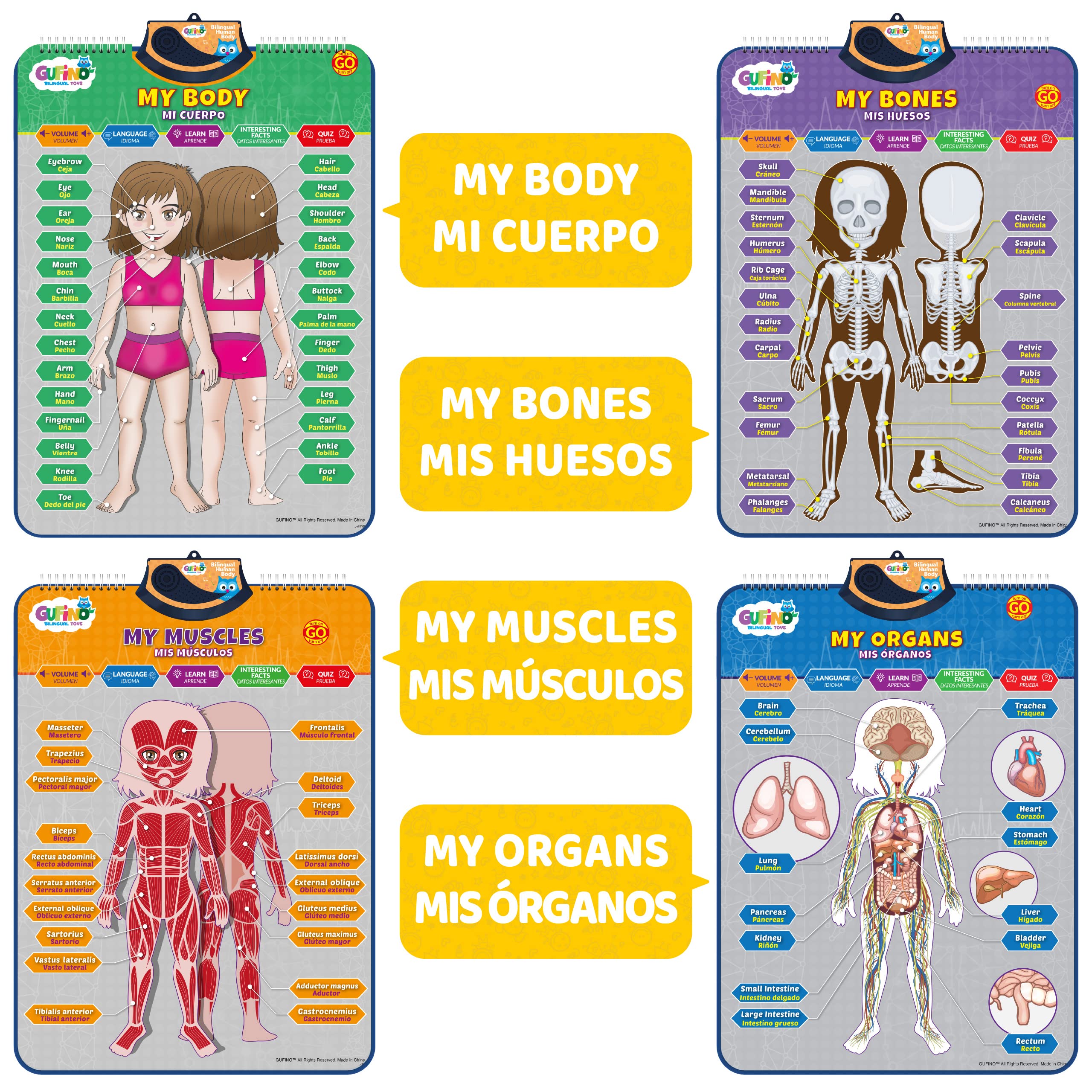 Modelo de cuerpo humano bilingüe para niños - Anatomía humana interactiva para niños con juegos y cuestionarios - Carteles educativos para aprender partes del cuerpo, huesos y órganos. Inglés y 4