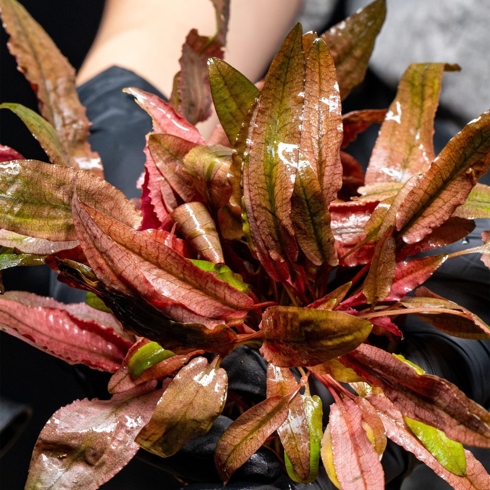 Amazon.com : Ultum Nature Systems Cryptocoryne Mioya Tissue