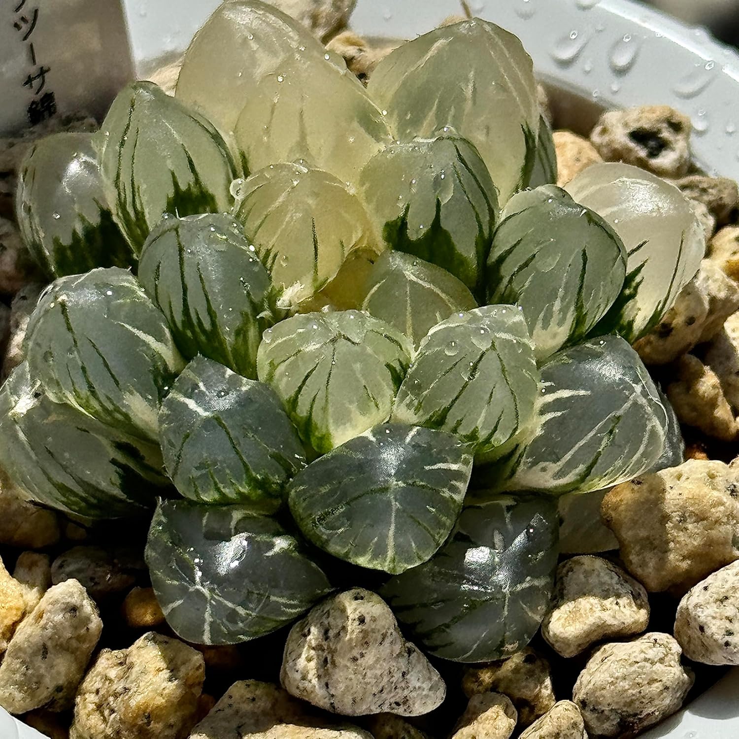 多肉植物 ハオルチア OB-1オブツーサ錦 極上斑 カキコ育成 10cm鉢