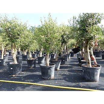 gruenwaren jakubik Olive Tree Olive 'Offer' 150-180 cm, Best Quality, Hardy, Olea Europaea, Thick Trunks 20-35 cm Circumferen