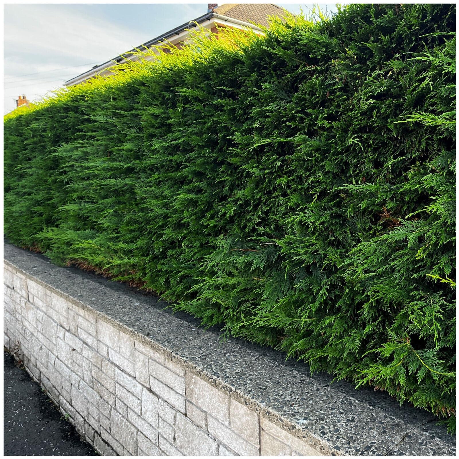 5 Leyland Cypress/Green Leylandii 20-30cm in 9cm Pots, Evergreen Hedging Plants 3fatpigs®