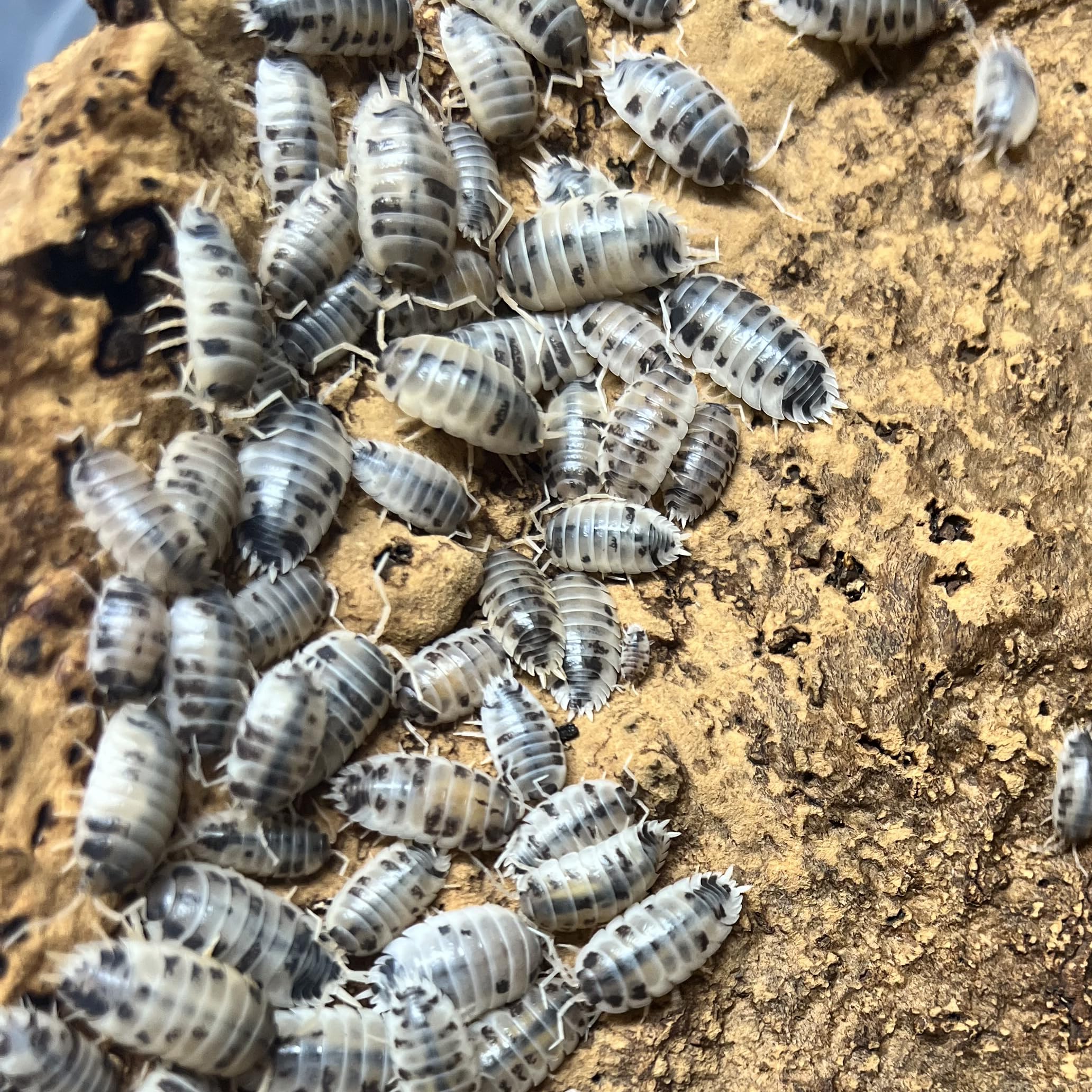 Exo-Morphs Live Dairy Cow Isopods - Porcellio laevis - Assorted Sizes - Terrarium Cleaner Crew - Live Arrival Guaranteed (12 ct.)