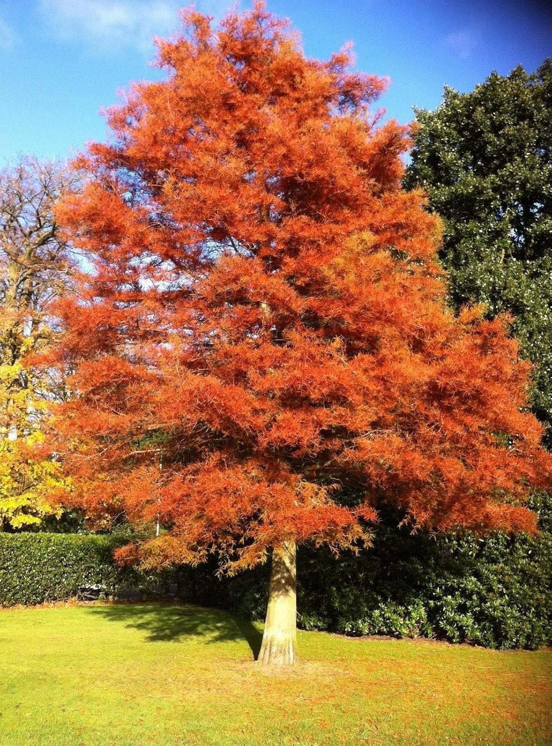 Dawn Redwood Tree - Live Plant - 8-12" Tall Seedling - Quart Pot - Ships Potted - Metasequoia glyptostroboides