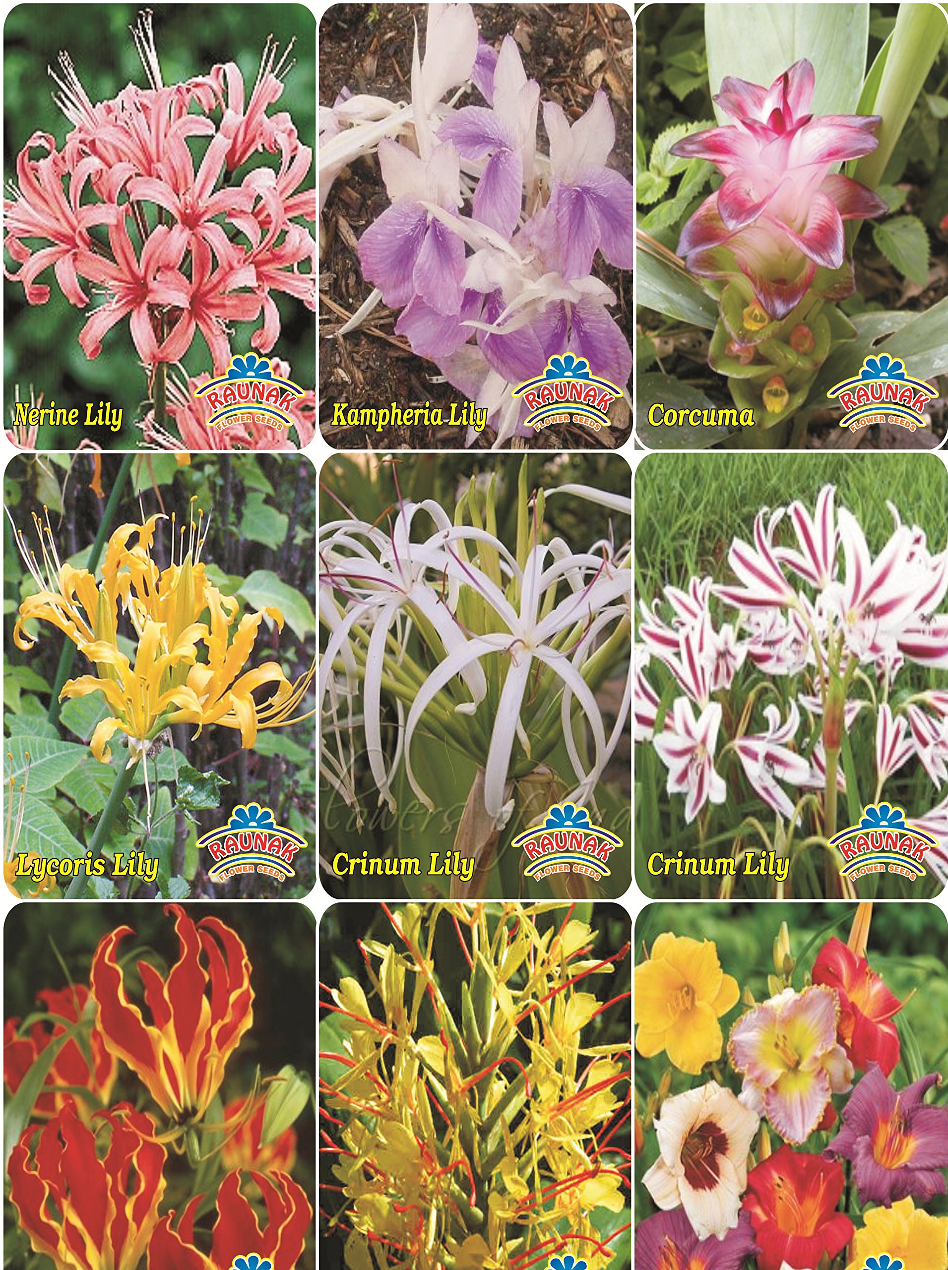 Indica Super Agri Greenmixed Summer Flower Bulbs Pack Of 5 Bulbs By Super Agri Green, 1 Basil Seeds Free (B01JMW9JPS) Amazon Price History, Amazon Price Tracker