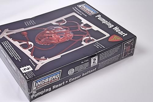 Miniatura 2 de Lindberg Corazón bombeo