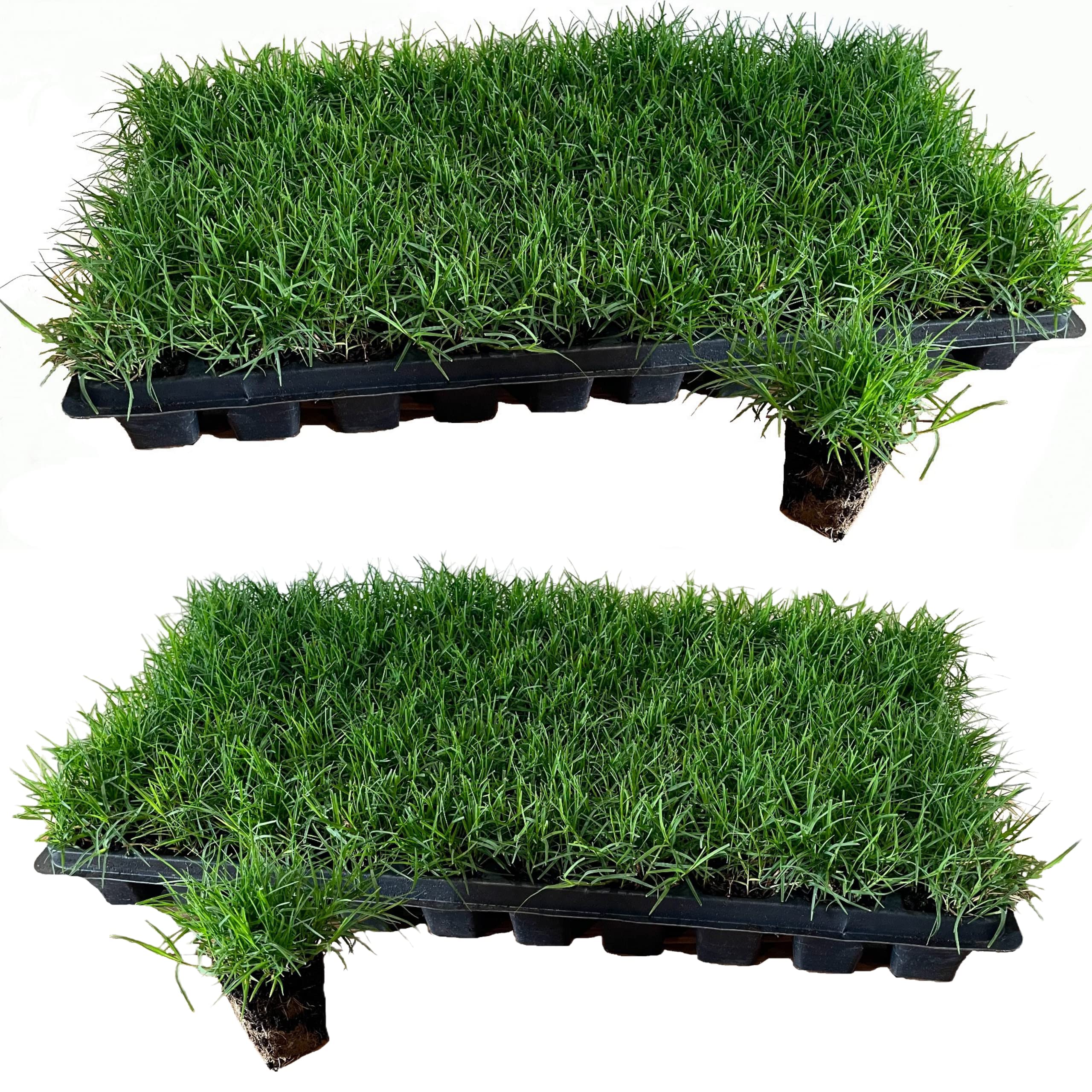 EZPlug Tahoma 31 Bermuda Grass Plugs 100 count