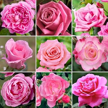 Attractive Pink Potted Rose | Premium Garden Roses with Colourful Summer Flowers