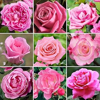 Atractiva Rosa en Maceta Rosa | Rosas de Jardín Premium con Flores Coloridas de Verano.