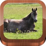 100 things your horse wants you to know