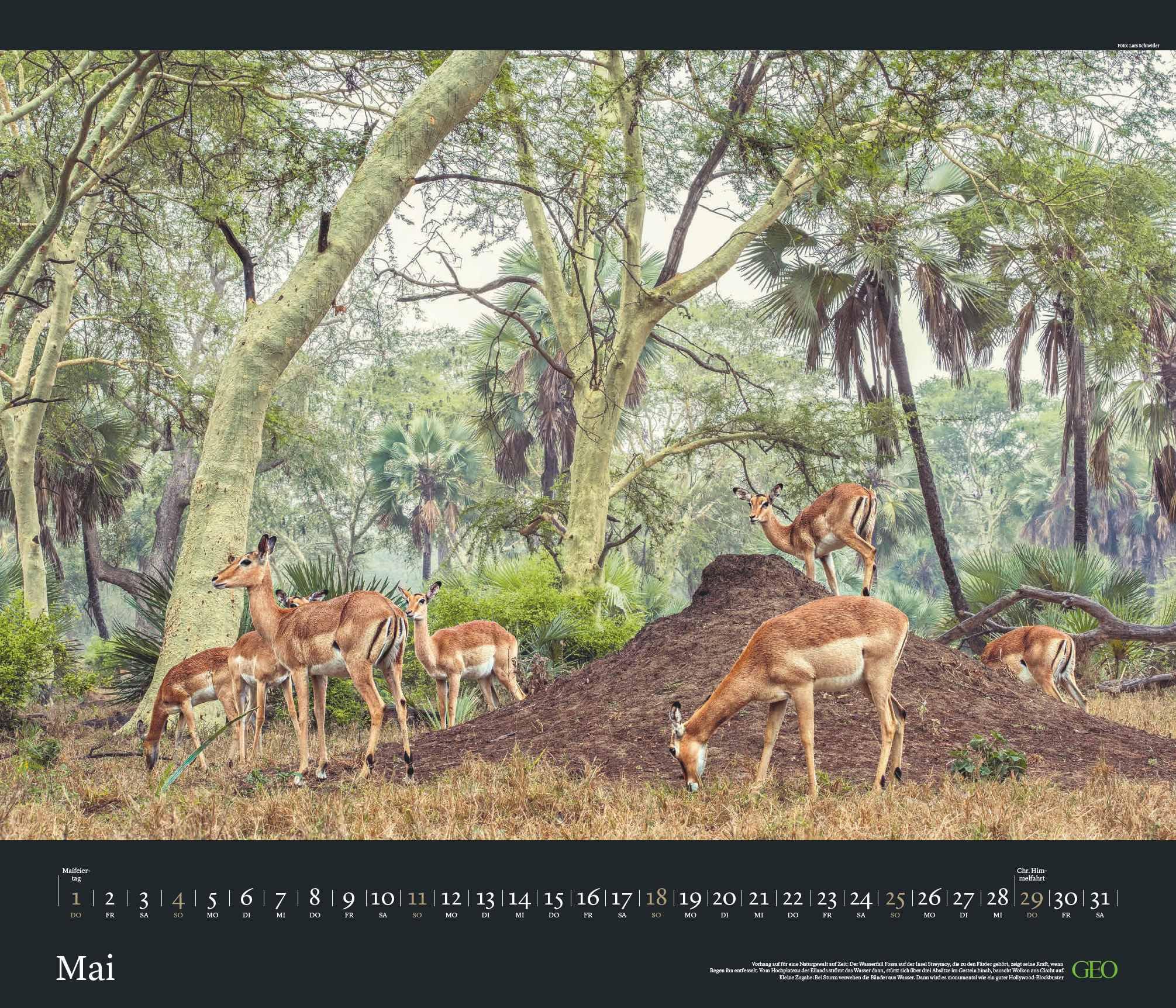 GEO Edition - Tierwelten Wandkalender 2025 - Beeindruckender Kalender für Tierfotografie, Großformat 70x60 cm, mit Einzigartigen Aufnahmen aus der Tierwelt