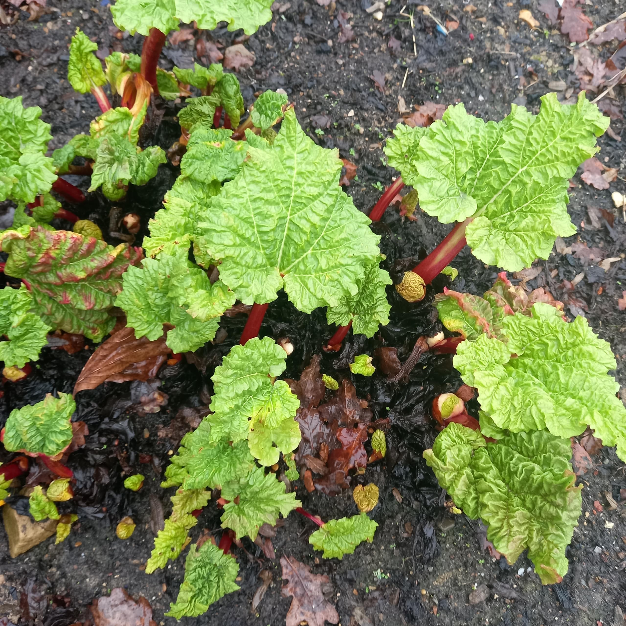 Rhubarb Victoria Garden Plant Hardy Perennial Flowering Garden Plants Easy to Grow Your Own by Park Farm Plants (6 x Plug Plants)