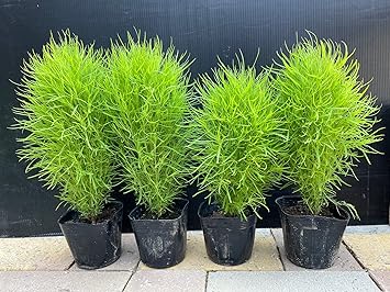 Amazon Co Jp 紅葉が美しい コキア ほうき草 3 5号4個 Kochia Scoparia 花言葉は 夫婦円満 恵まれた生活 など 園芸 ガーデニング 寄せ植え 鉢花 鉢植え 苗 誕生日 記念日 プレゼント 贈り物 コキア3 5号4個 Diy 工具 ガーデン Amazon Co Jp 紅葉が美しい コキア ほうき草 3 5号4個 Kochia Scoparia 花言葉は 夫婦円満 恵まれた生活 など 園芸 ガーデニング 寄せ植え 鉢花 鉢植え 苗 誕生日 記念日 プレゼント 贈り物 コキア3 5号4個 Diy 工具 ガーデン