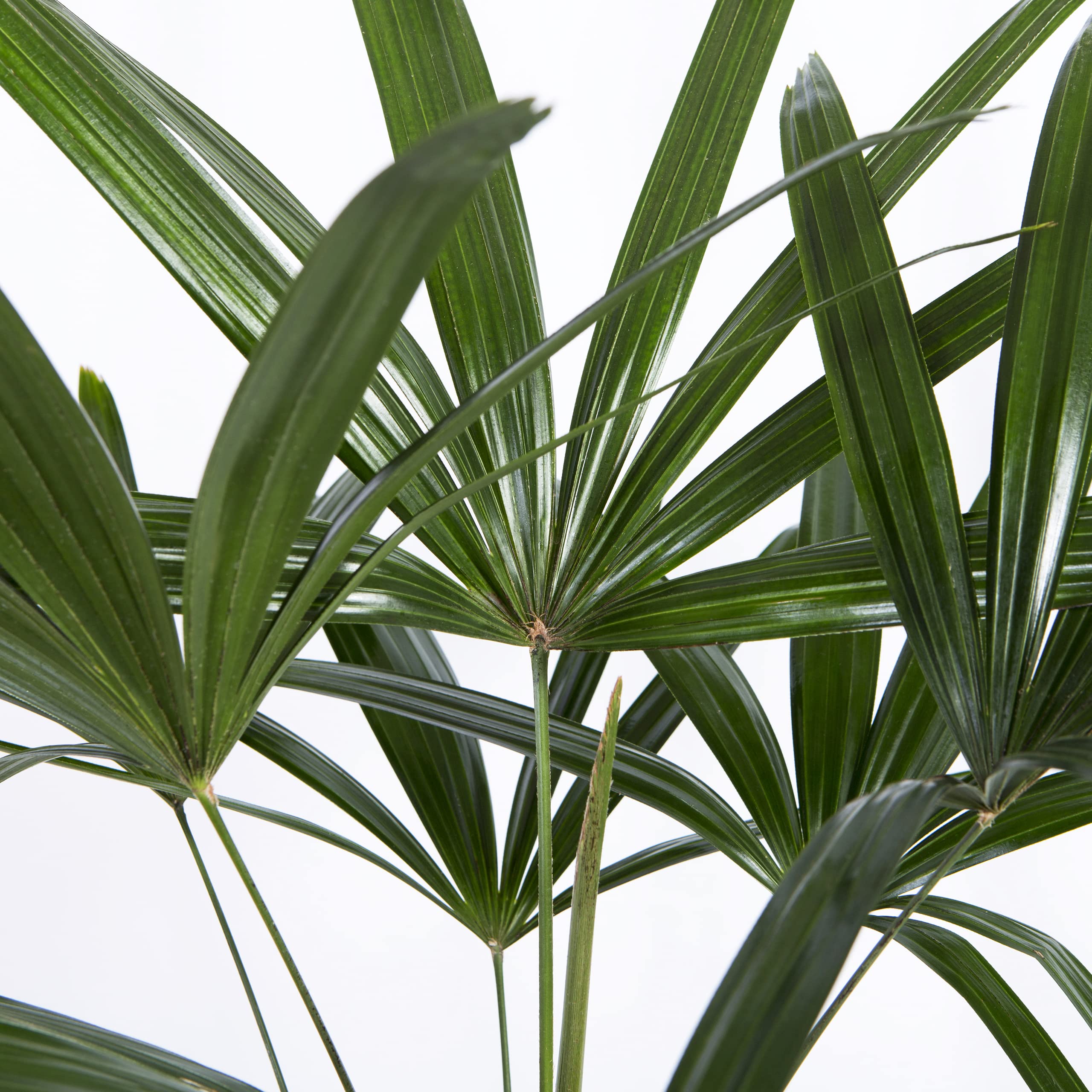 Cool Green - Plantas Naturales - Rhapis Excelsa