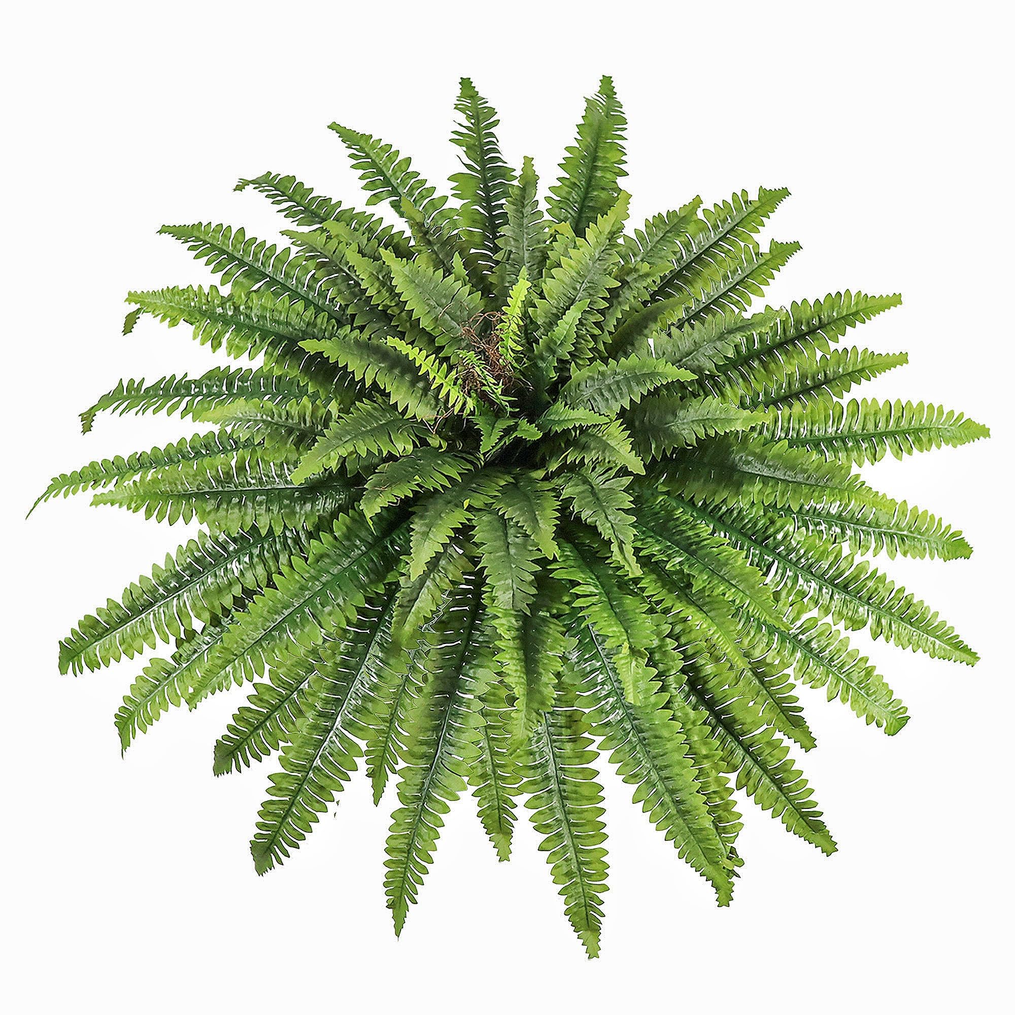 zooFernzoom Artificial Fern