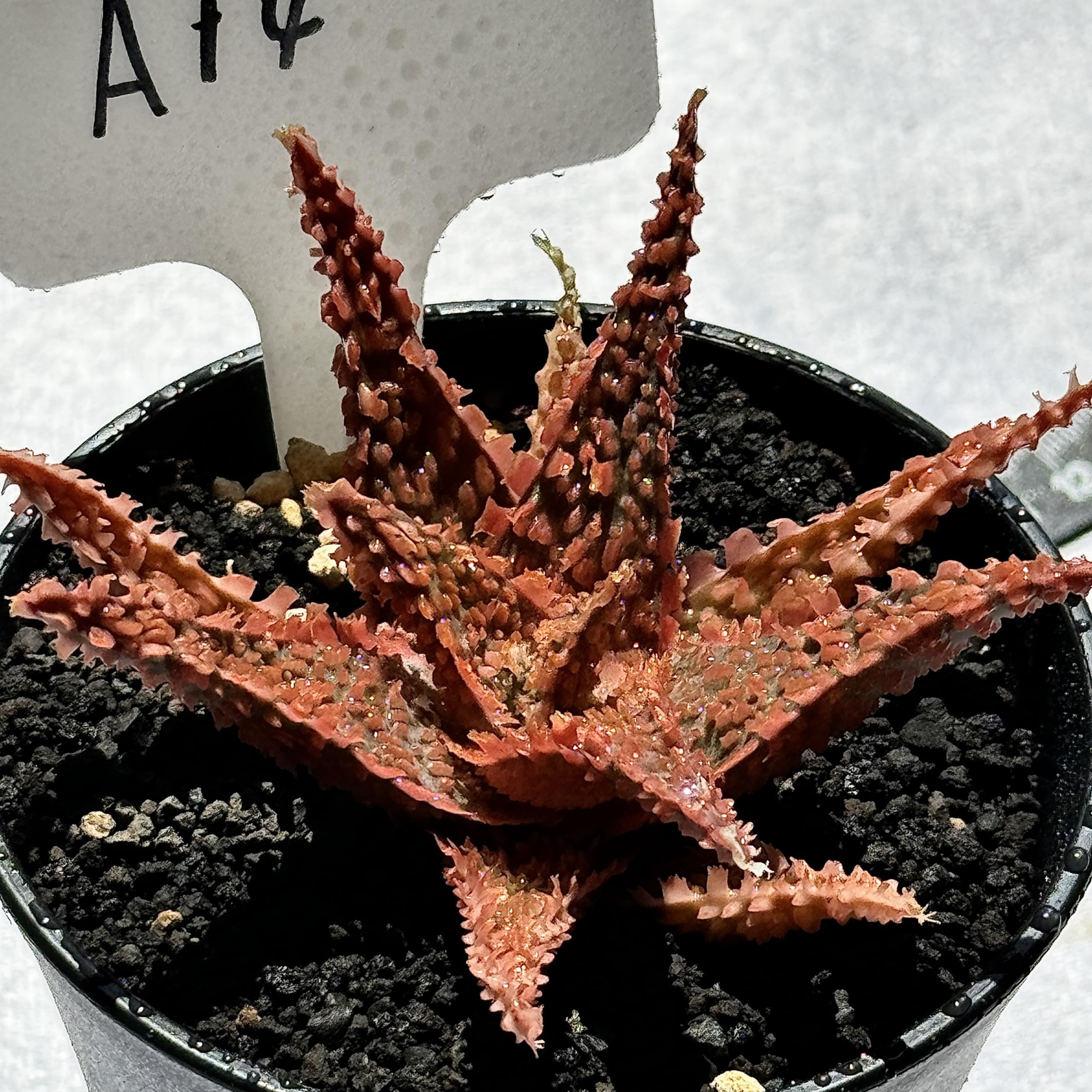 [カット苗】アロエ ハイブリッド / aloe hyb ③ カット苗】アロエ ハイブリッド / aloe hyb ③ Aloe hybrid