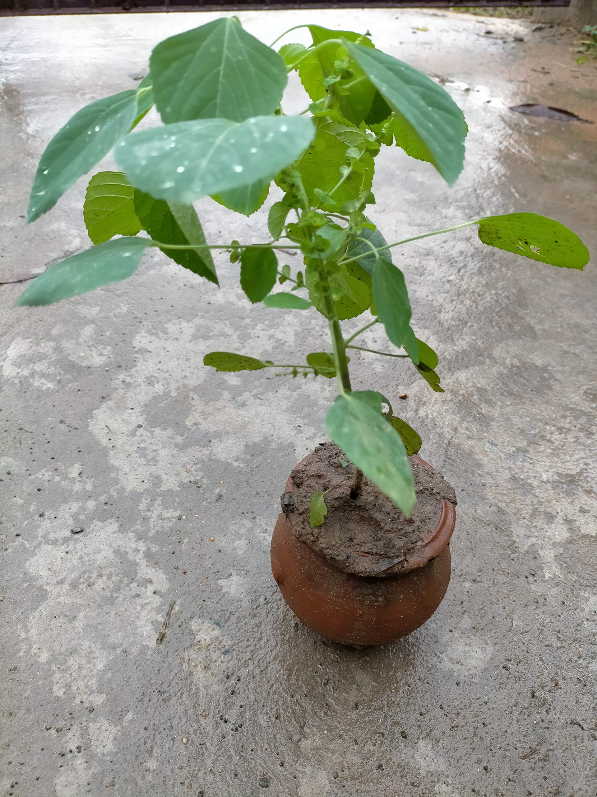 Indiana Indian Copperleaf Acalypha Indica Kuppikhokhali Kuppameni Indian nettle Harita manjari Kuppi Mukta jhuri Kuppugida Sbeta Basanta Vanchi kanto Dadano 3 Months Old Live Plant