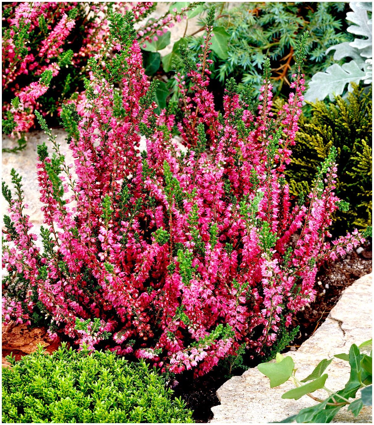 GrowOn Shrubs [x4] Scottish Heather Calluna Vulgaris 'Allegro' | Multi-Pack | Evergreen Shrubs | Outdoor Garden Ready Plants | Summer and Autumn Flowering | Red Flowers