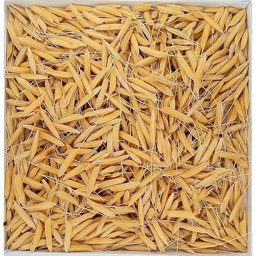 Green World Basmati Seeds 2 Kgs